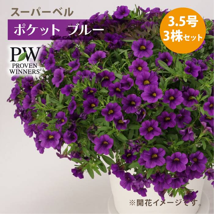 PW スーパーベル ポケット ブルー 3.5号×3株セット｜草花04-PA | 草花
