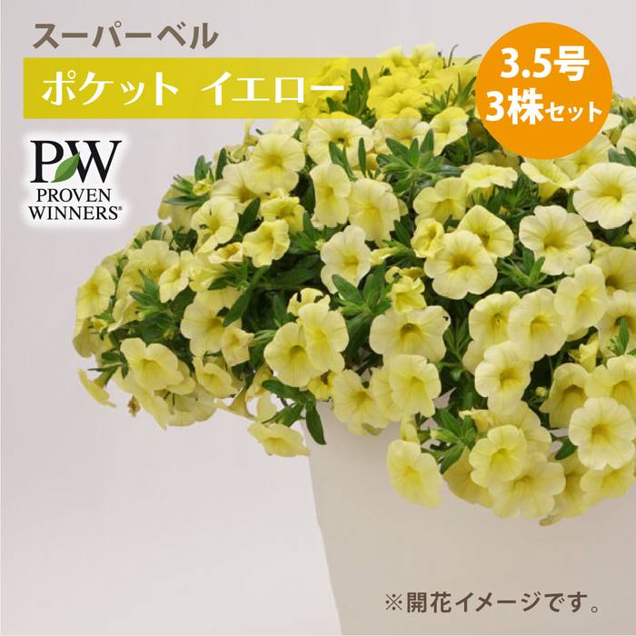 PW スーパーベル ポケット イエロー 3.5号×3株セット｜草花04-PA