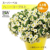 PW スーパーベル ハニーヨーグルト 3.5号×3株セット 植えてすぐにきれいな大株！ ｜草花04-PA