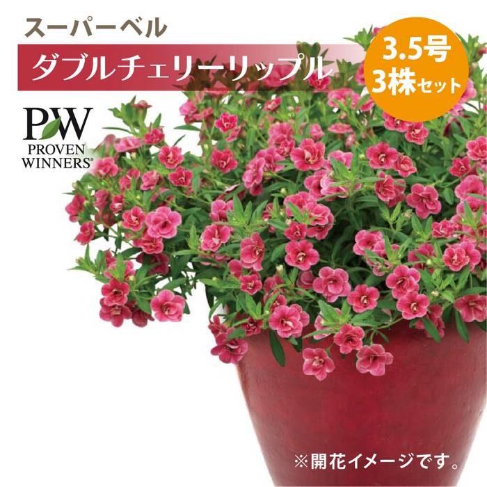 PW スーパーベル ダブルチェリーリップル 3.5号×3株セット｜草花04-PA