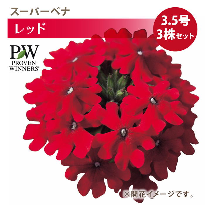 PW スーパーベナ レッド 3.5号×3株セット｜草花04-PA
