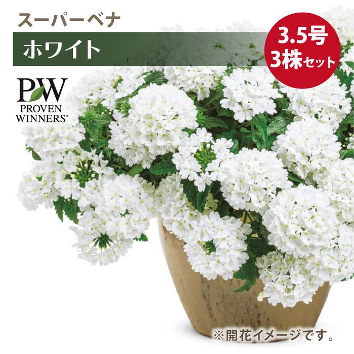 はなはなページ PW スーパーベナ ホワイト 3.5号×3株セット｜草花04-PA | 草花,[季節の