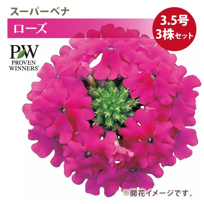 PW スーパーベナ ローズ 3.5号×3株セット｜草花04-PA