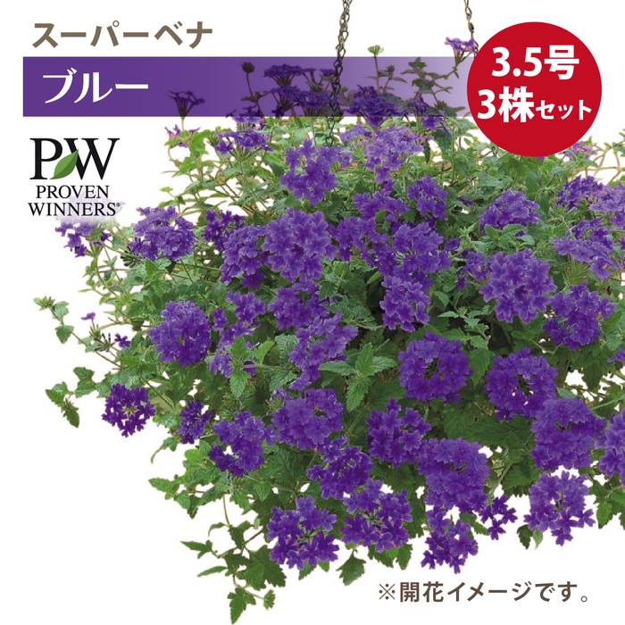 PW スーパーベナ ブルーimp 3.5号×3株セット|草花04-PA