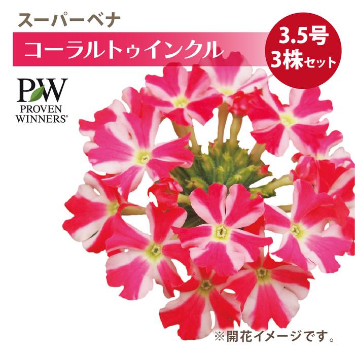 PW スーパーベナ コーラルトゥインクル 3.5号×3株セット PVP｜草花04-PA
