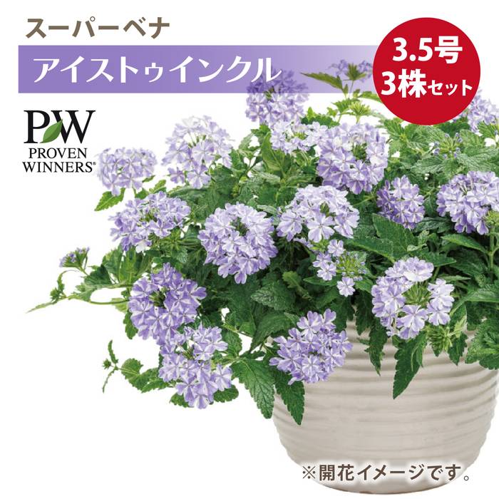 PW スーパーベナ アイストゥインクル 3.5号×3株セット PVP｜草花04-PA