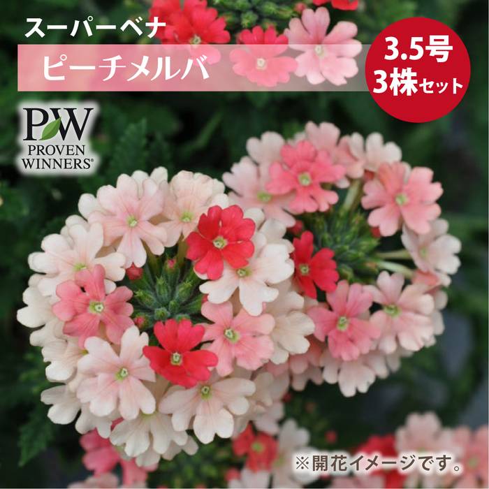 PW スーパーベナ ピーチメルバ 3.5号×3株セット|草花04-PA