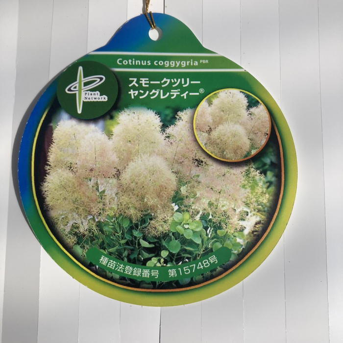 スモークツリー ヤングレディー 6号 PVP｜花木04-PA