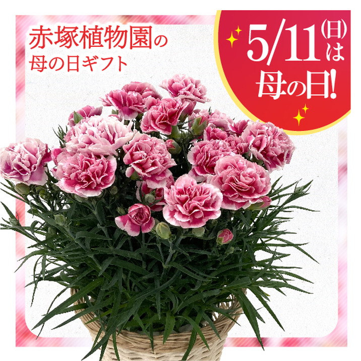 【お届け5/14以降】母の日ギフト2025 カーネーション ミルキーリップ 5号｜鉢花10-TU