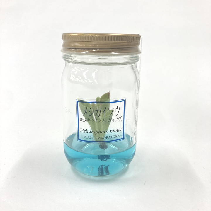ビンの中で育む植物 植物ラボ メシガイソウ : Heliamphora minor ブルー培地 ※お届けまでに最大14日｜観葉07-TU
