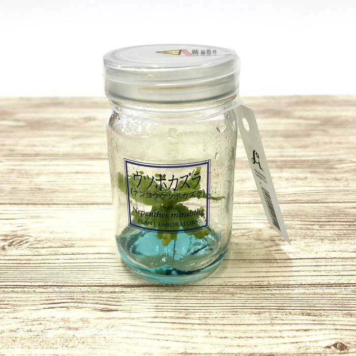 ビンの中で育む植物 植物ラボ ウツボカズラ(ナンヨウウツボカズラ)Nepenthes mirabilis ブルー培地 ※お届けまでに最大14日|観葉07-TU