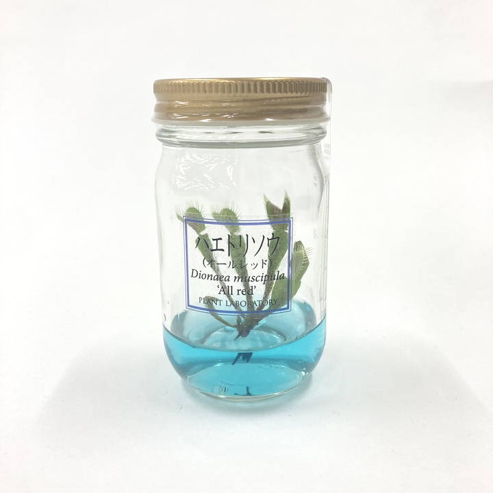 ビンの中で育む植物 植物ラボ ハエトリソウ（※）: Dionea muscipula 'All red''ブルー培地 ※お届けまでに最大14日｜観葉07-TU