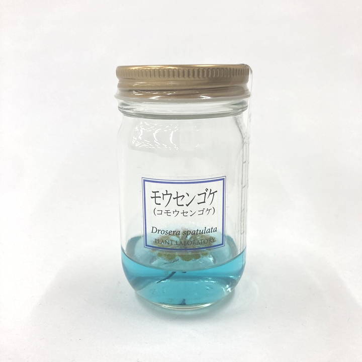 ビンの中で育む植物 植物ラボ モウセンゴケ : Drosera spatulata ブルー培地 ※お届けまでに最大14日｜観葉07-TU