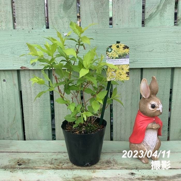 ディエルヴィラ ハニービー 4号 PVP｜花木04-PA