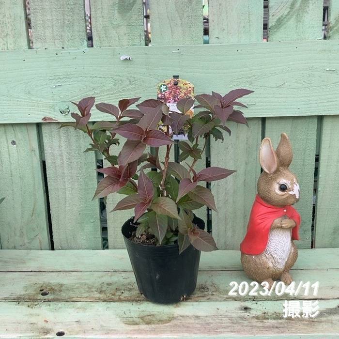 ディエルヴィラ ディヴァ 4号｜花木10-PA