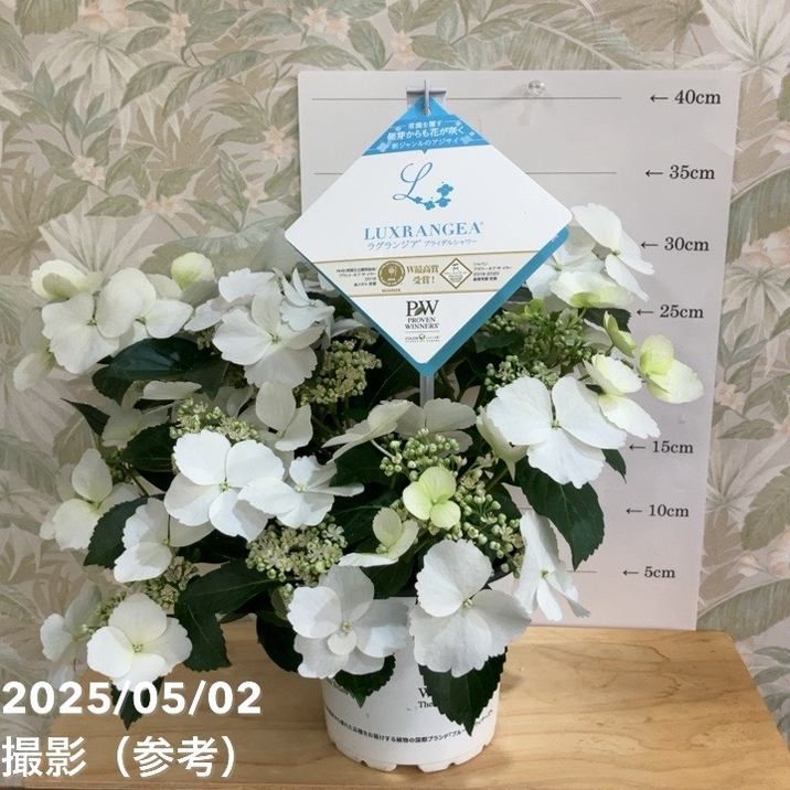 超希少シルバーリーフグレビレア 超豪華4品種4本セット 超希少シルバーリーフグレビレア 超豪華4品種4本セット