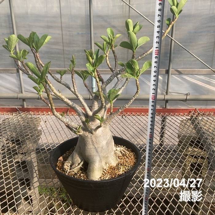 貴重】【実生株】アデニウム・ソコトラナム 砂漠の薔薇 楽天市場