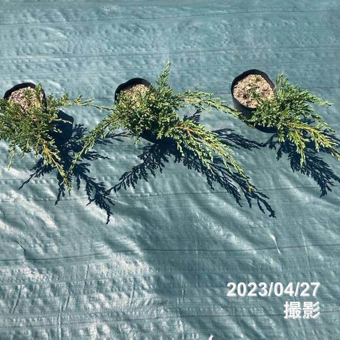 常緑・這性（はいせい）コニファー ブルーカーペット 5号×3鉢セット ※お届けに10日程度かかる場合がございます。｜花木10-TN