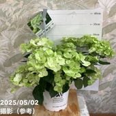 ＜開花中＞PW ラグランジア シャンデリーニ 5号｜花木04-PA