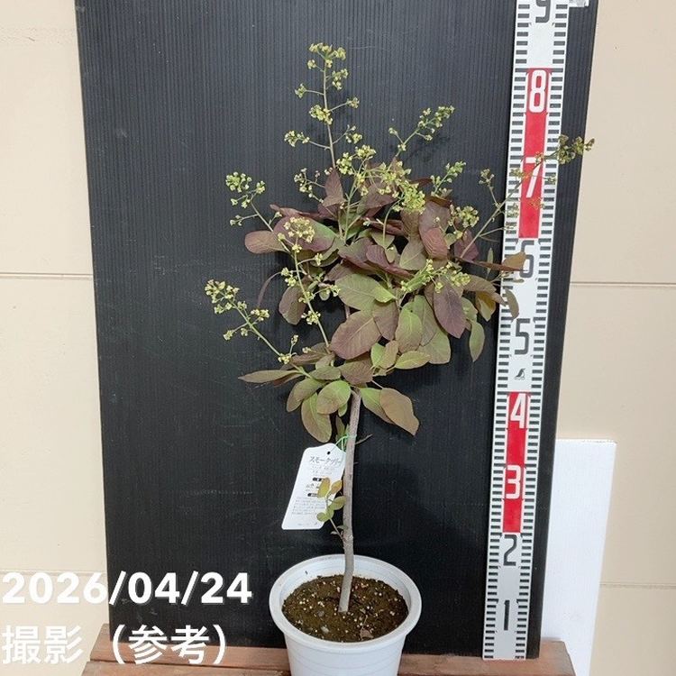 スモークツリー出荷中！ 花木・庭木,スモークツリーの購入なら赤塚植物園オンライン 花の音