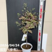 観葉植物フィカスウンベラータ　125センチ フィカス ウンベラータ 5号 | 観葉植物通販 HitoHana（ひとはな）