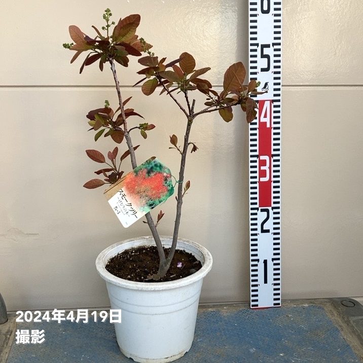 スモークツリー グレース(グレイス)6号|花木04-PA