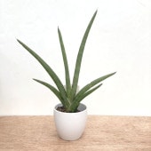ユッカ 8号 デスメティアーナ（Yucca desmetiana）｜花木01-D1