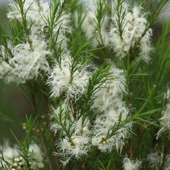 メラレウカ メディカルティーツリー 6号 ※お届けに10日程度かかる場合がございます。｜花木10-TN