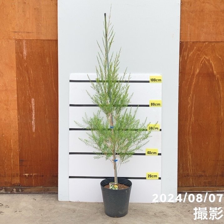 【数量限定】メラレウカ メディカルティーツリー 8号 ※お届けに10日程度かかる場合がございます。｜s200｜花木10-TN