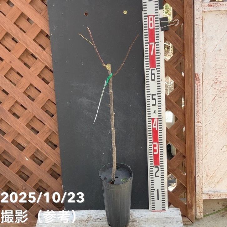 ぶどう山椒 4号ロングポット｜果樹04-PA