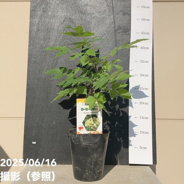 ビービーツリー(イヌゴシュユ)4号|花木10-TU