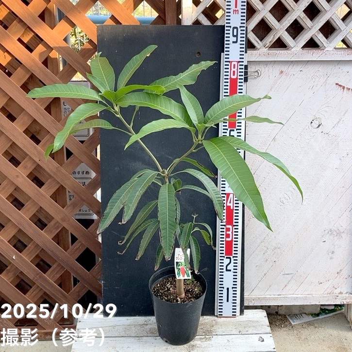 みけ ❶アーウィンマンゴー苗・アップルマンゴー settuti1.jpg