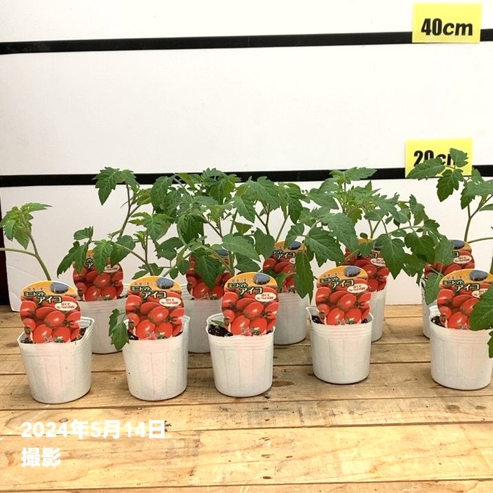 ミニトマトアイコ 3号ポット×10株セット｜草花10-TU