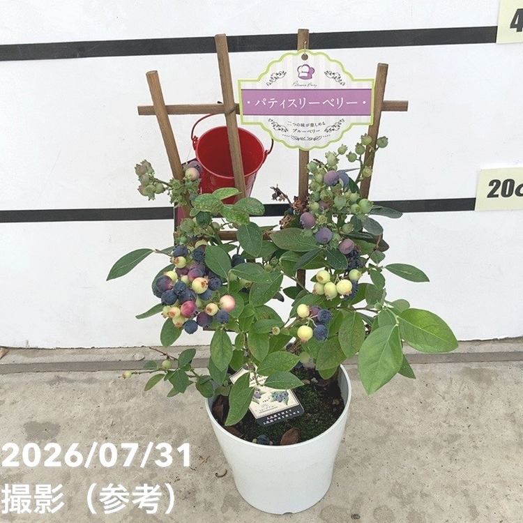 果樹,ブルーベリーの購入なら赤塚植物園オンライン 花の音｜花苗