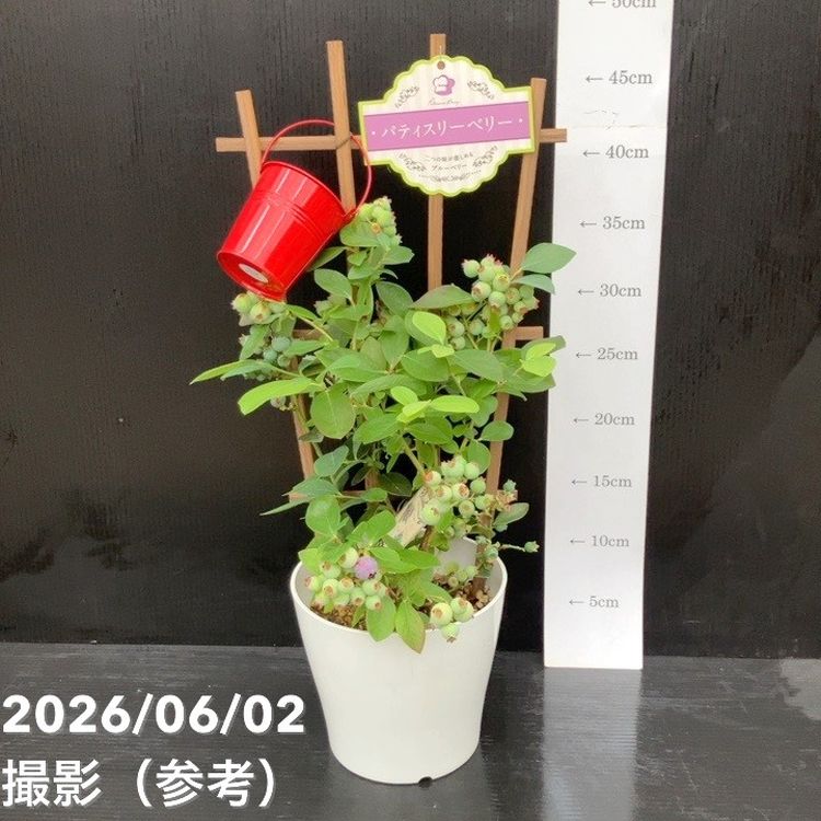 65周年記念セール】ブルーベリー 5号 2種植え（シャープブルー