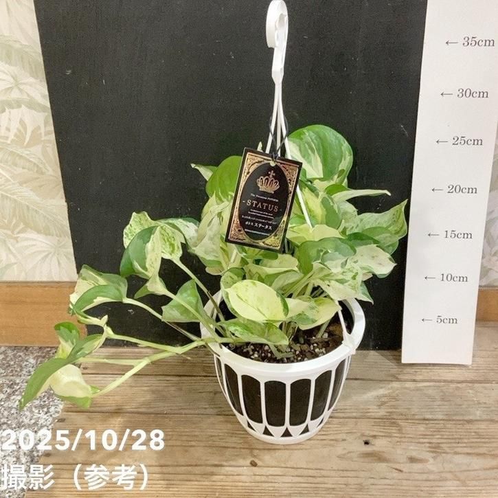 ［現品］【希少】3番　ポトス　ステータス　7号　観葉植物　大型　レア　おしゃれ 現品］【希少】3番 ♡おすすめ♡ ポトス ステータス 7号 斑入り レア