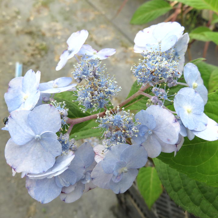 □キーワードから探す,和・日本の購入なら赤塚植物園オンライン 花の音