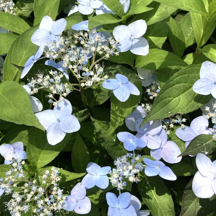 ヤマアジサイ 4号 奏音 カナト（11）｜花木01-D1 | 赤塚植物園自社農場