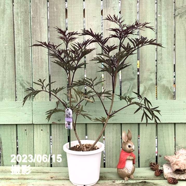 魔法の杖の材料?！西洋ニワトコ サンブカス ブラックレース 6号｜花木04-PA