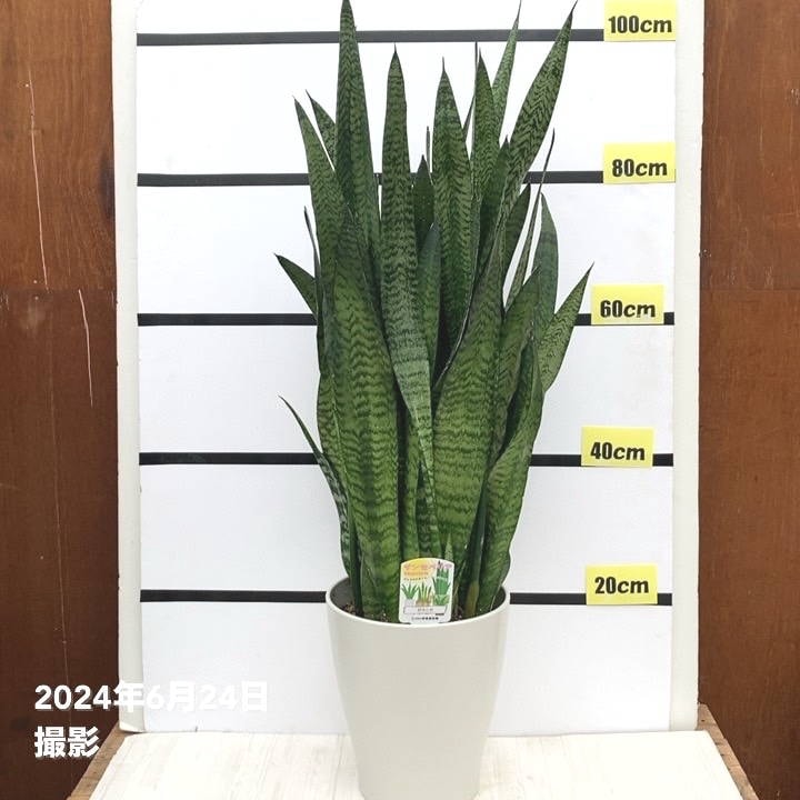 赤塚植物園自社農場,サンスベリア（サンセベリア）の購入なら赤塚