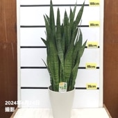 期間限定10％OFF！】サンスベリア 10号 ゼラニカ プラスチック鉢仕様