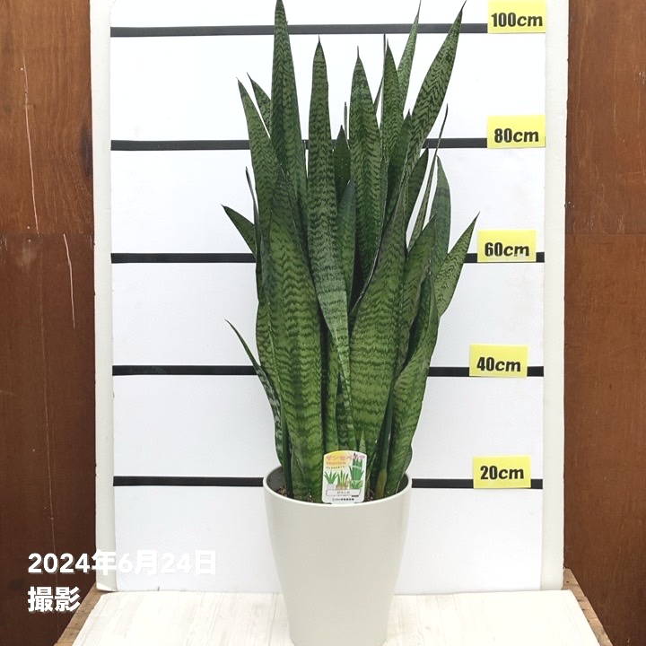 サンスベリア 8号 ゼラニカ プラスチック鉢仕様｜s200｜観葉02-D2