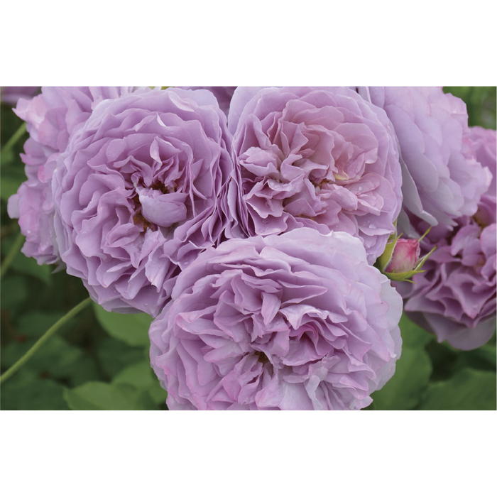 バラ中苗 レヴリ 6号ロングスリット鉢 河本バラ園 河本麻記子さん ローズ・ドゥ・メルスリー|花木04-PA