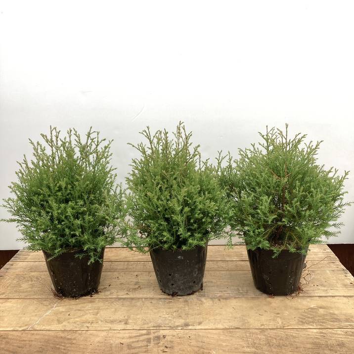 常緑コニファー エレガンススフィア 5号×3株セット PVP ※お届けに10日程度かかる場合がございます。｜花木10-TN