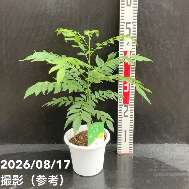 カレーの木