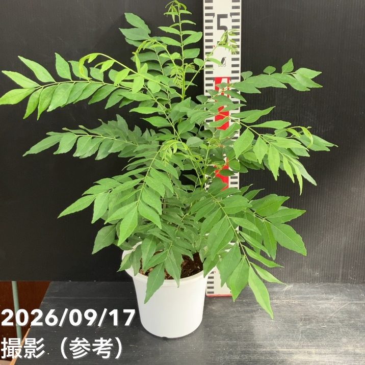 カレーの木（苗）カレーリーフ 5号｜草花10-TU | 草花,[ハーブ苗