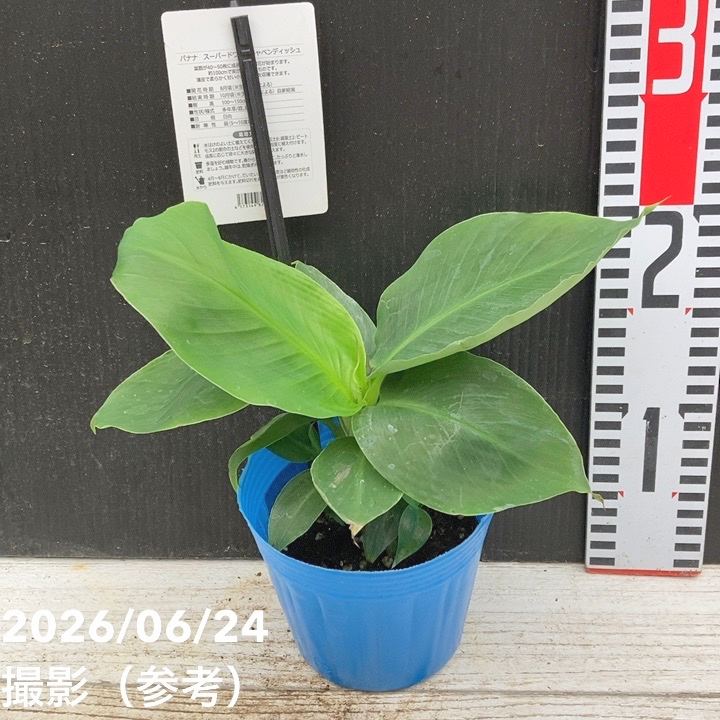 果樹,[珍しい果樹]の購入なら赤塚植物園オンライン 花の音｜花苗