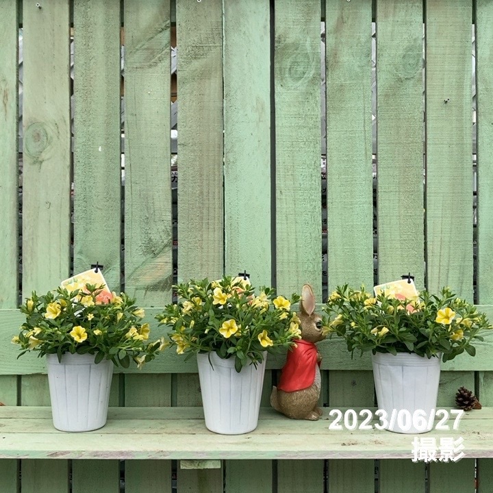 草花,[季節の草花],PW スーパーベルの購入なら赤塚植物園オンライン 花