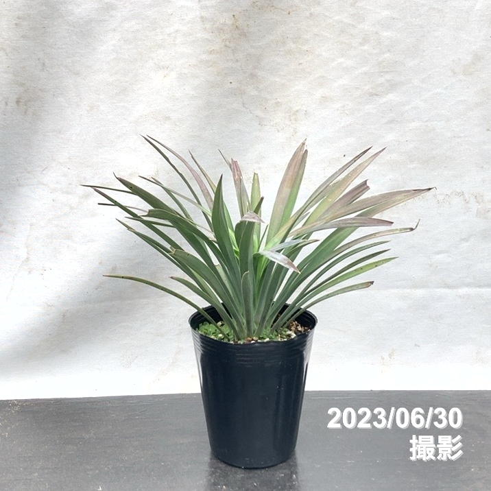 ユッカ 4号 デスメティアーナ（Yucca desmetiana）｜花木01-D1