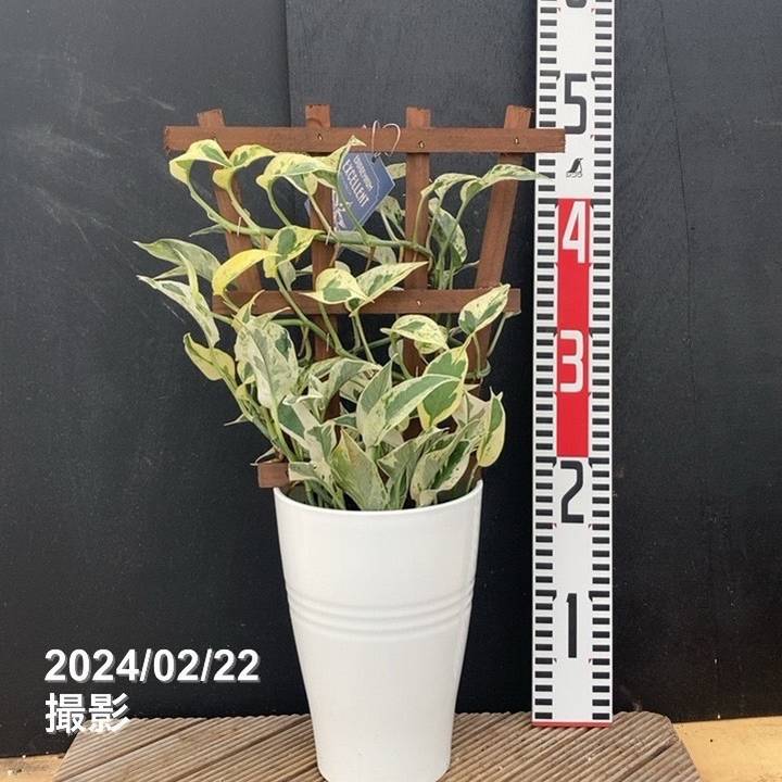 ここ様ご確認用♡レア♡ポトスエクセレント♡5号♡２個セット 激レア！数量限定】ポトス エクセレント トレリス仕立て 5号 PVP（鉢色